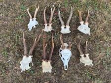 Real roe deer for sale  UK