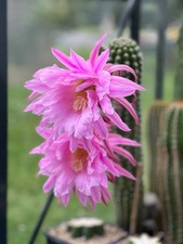 Echinopsis trichocereus hybrid d'occasion  Houplines