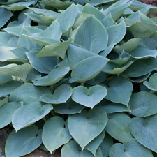 Hosta halcyon outdoor for sale  UK