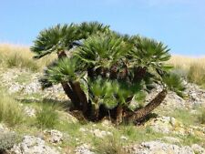 palmier chamaerops excelsa d'occasion palmier chamaerops excelsa d'occasion Sabres