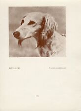 Saluki old vintage for sale  COLEFORD