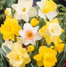 Daffodil bulbs 5kg for sale  UK