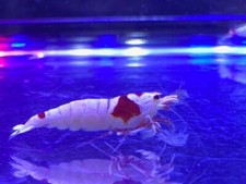 Crystal red shrimp for sale  Irvine