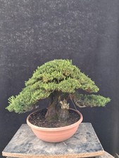 Bonsai erica arborea usato  Montevarchi