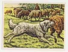 Pommerian herding dog d'occasion  Expédié en Belgium