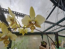 Bloom size phal for sale  Brenham