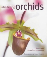 Introducing orchids wilma for sale  UK