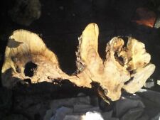 Legno olivo massello usato  Torchiarolo