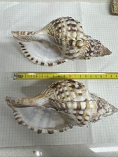 Charonia tritonis piccola usato  Novara
