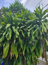 Dracaena mass cane for sale  Hollywood