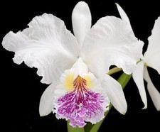 Cattleya cattleya lueddemannia for sale  New Orleans