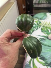 Hoya latifolia albomarginata for sale  LINCOLN