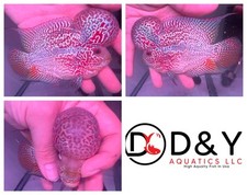 Live aquarium flowerhorn for sale  Carrollton