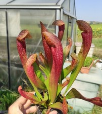 Sarracenia dixie lace d'occasion  Beaumont-de-Lomagne