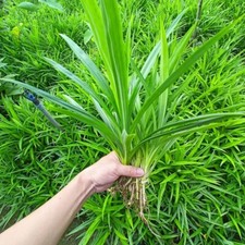 Pandanus amaryllifolius pandan for sale  Naples