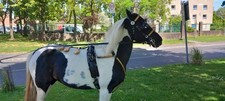 Pony quick hitch for sale  LEEDS