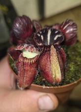 Cephalotus folliculari seedlin usato Cephalotus folliculari seedlin usato  Latina