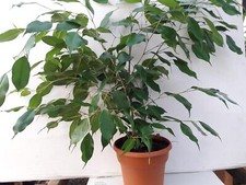 Ficus benjamina live for sale  Menifee