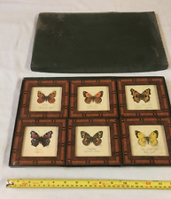 Beautifully framed butterfly for sale  ORPINGTON