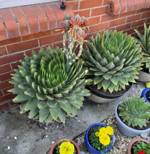 Rare aloe polyphylla for sale  WEYMOUTH