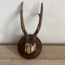 Cabinet curiosity trophy d'occasion  Expédié en Belgium