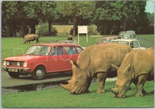Vintage postcard safari for sale  UK