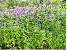 200 graines agastache d'occasion  Lyon III