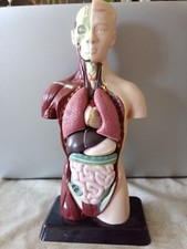 écorché médecine d'occasion  Pavilly