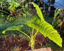 house plants 20 for sale  Hollywood