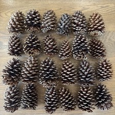 Pine cones 5inches for sale  Saint Leonard