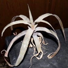 cryptanthus for sale cryptanthus for sale Los Angeles