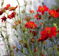 Geum mrs bradshaw for sale  NORWICH