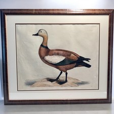 Selby hand colored for sale  Hingham