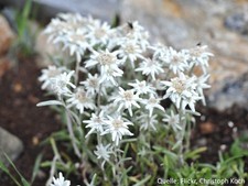 Alpen edelweiß leontopodium gebraucht kaufen Alpen edelweiß leontopodium gebraucht kaufen  Pinneberg
