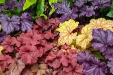 2097td heuchera mix usato  Spedire a Italy