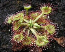 Carnivorous plant seeds for sale  Shipping to Ireland