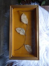 Papillons feuilles encadrés d'occasion  Bruyères