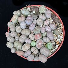 Mixed pastel lithops for sale  LEIGH