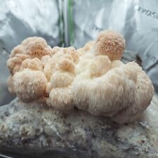 Lions mane hericium for sale  BLANDFORD FORUM