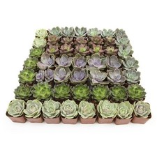 Square succulent assortment for sale  Miami