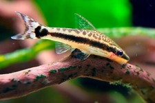 Pack otocinclus brazil for sale  Haslet