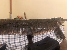 Alligator rug for sale  Horicon