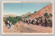 Rounding hereford calves for sale  Spokane