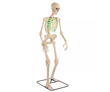 Home Depot 6,5 pés Grave & Bones Animated LED App Controlado Ultra Skelly comprar usado  Enviando para Brazil