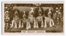English springer spaniel for sale  COLEFORD