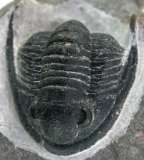 trilobit fossil gebraucht kaufen trilobit fossil gebraucht kaufen Erlangen