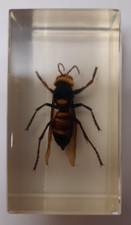 Giant wasp real for sale  EASTLEIGH