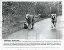 1996 press photo for sale  Memphis