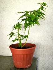 Erable japon acer d'occasion  Gien