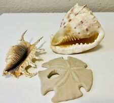 Lot seashells collectable for sale  Cathedral City
